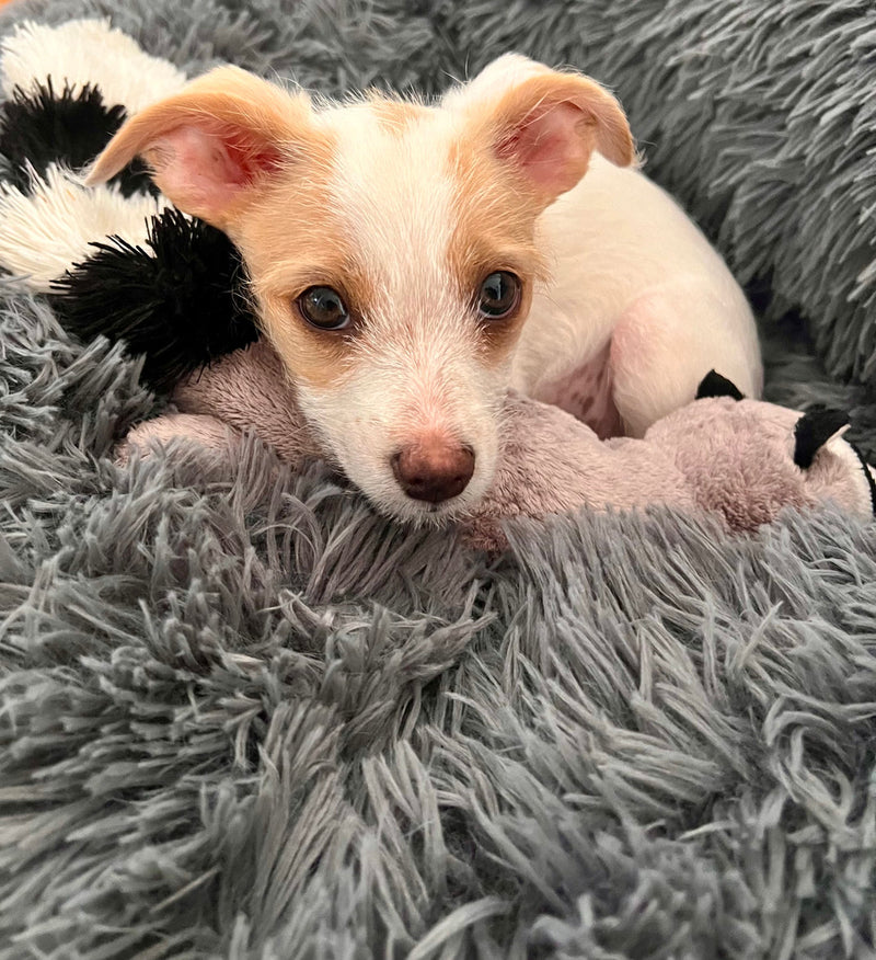 Our Journey Started with Love for Lilou.